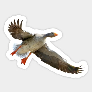 Goose coming into land Sticker